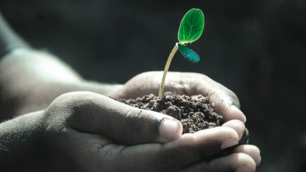 Hands holding a seedling