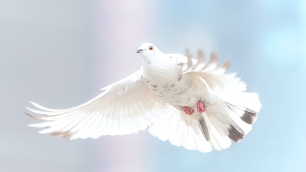 Dove of peace