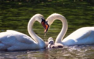 Swan family showing love