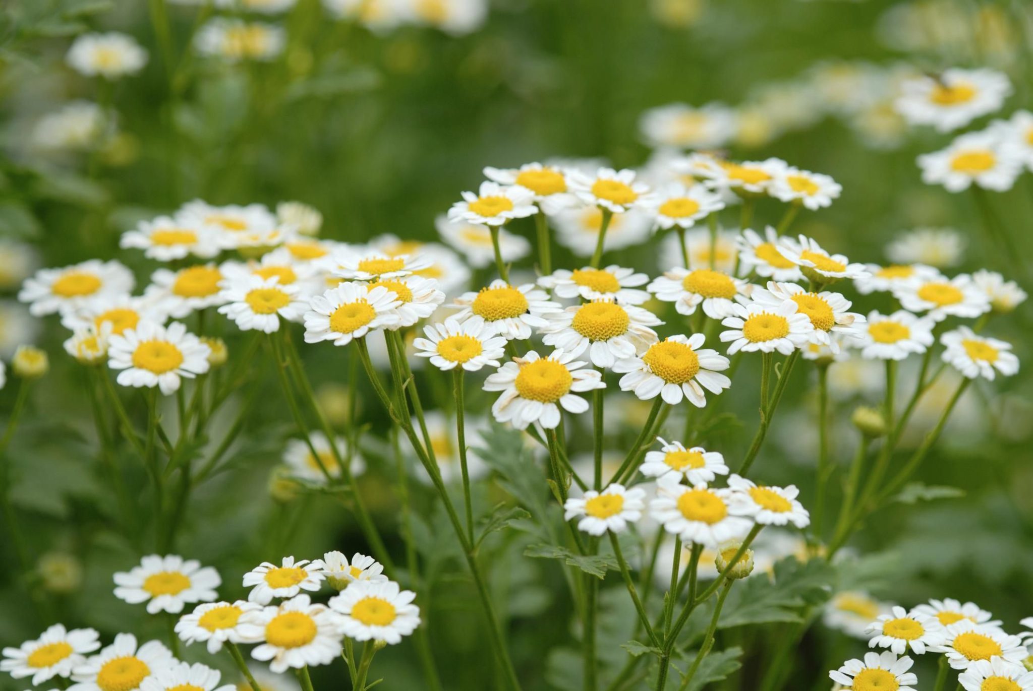 Chamomile Lawn: A Fragrant, Fuss-Free Alternative