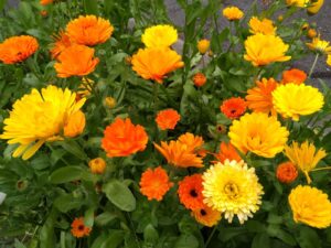 Calendula