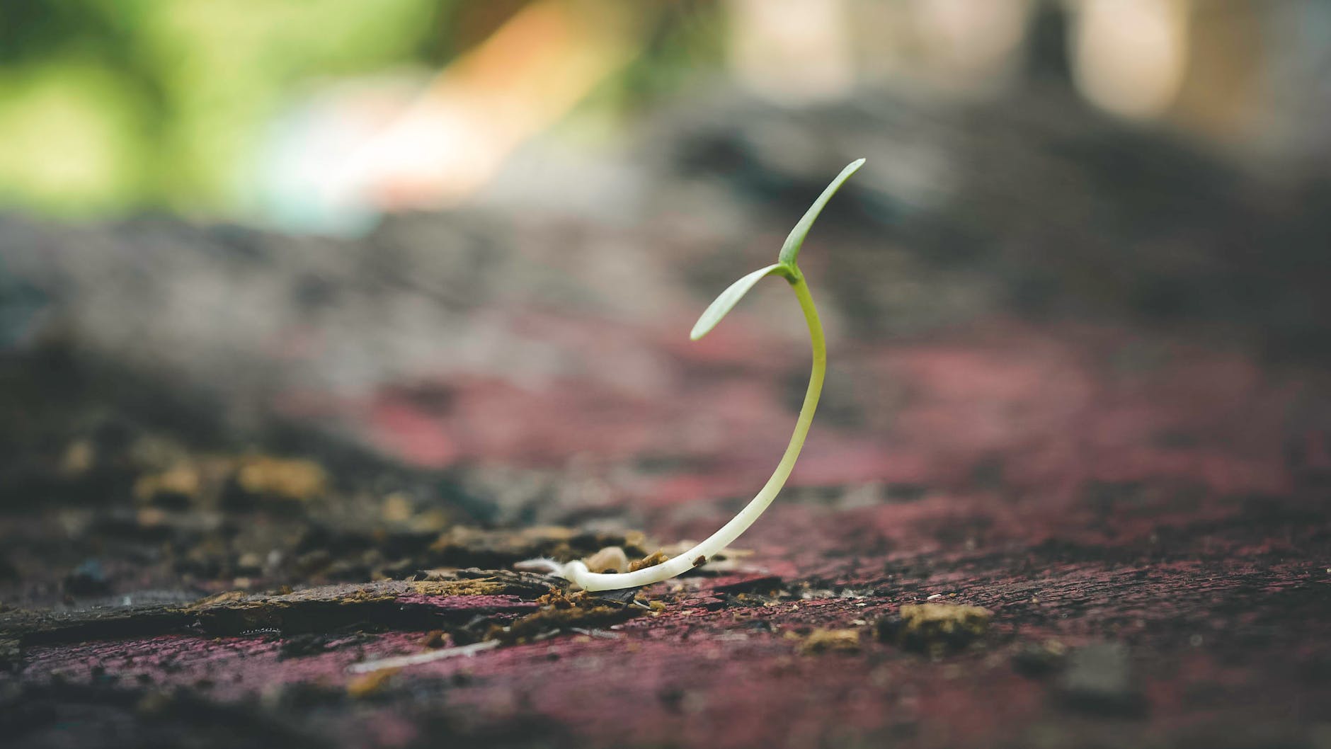 Tiny Seeds, Big Dreams: Unveiling the Kingdom’s Potential – Mark 4 v 30-32