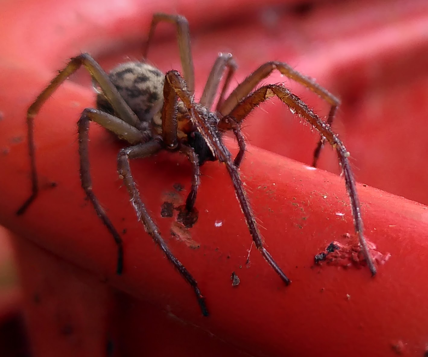 Tegenaria domestica