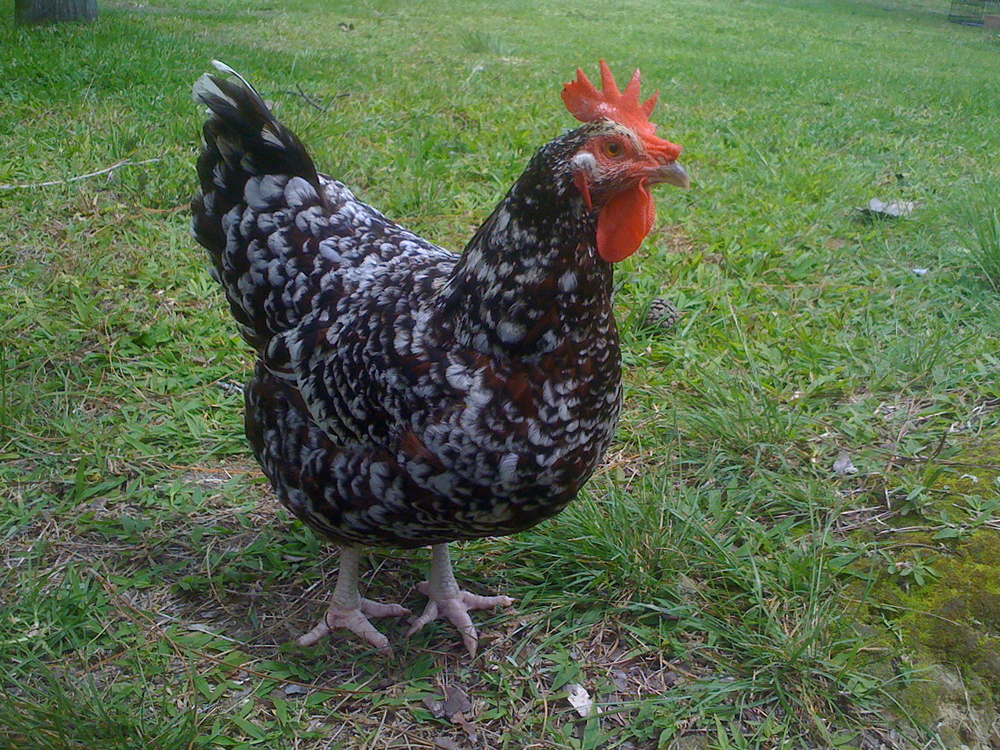 Speckledy Hen