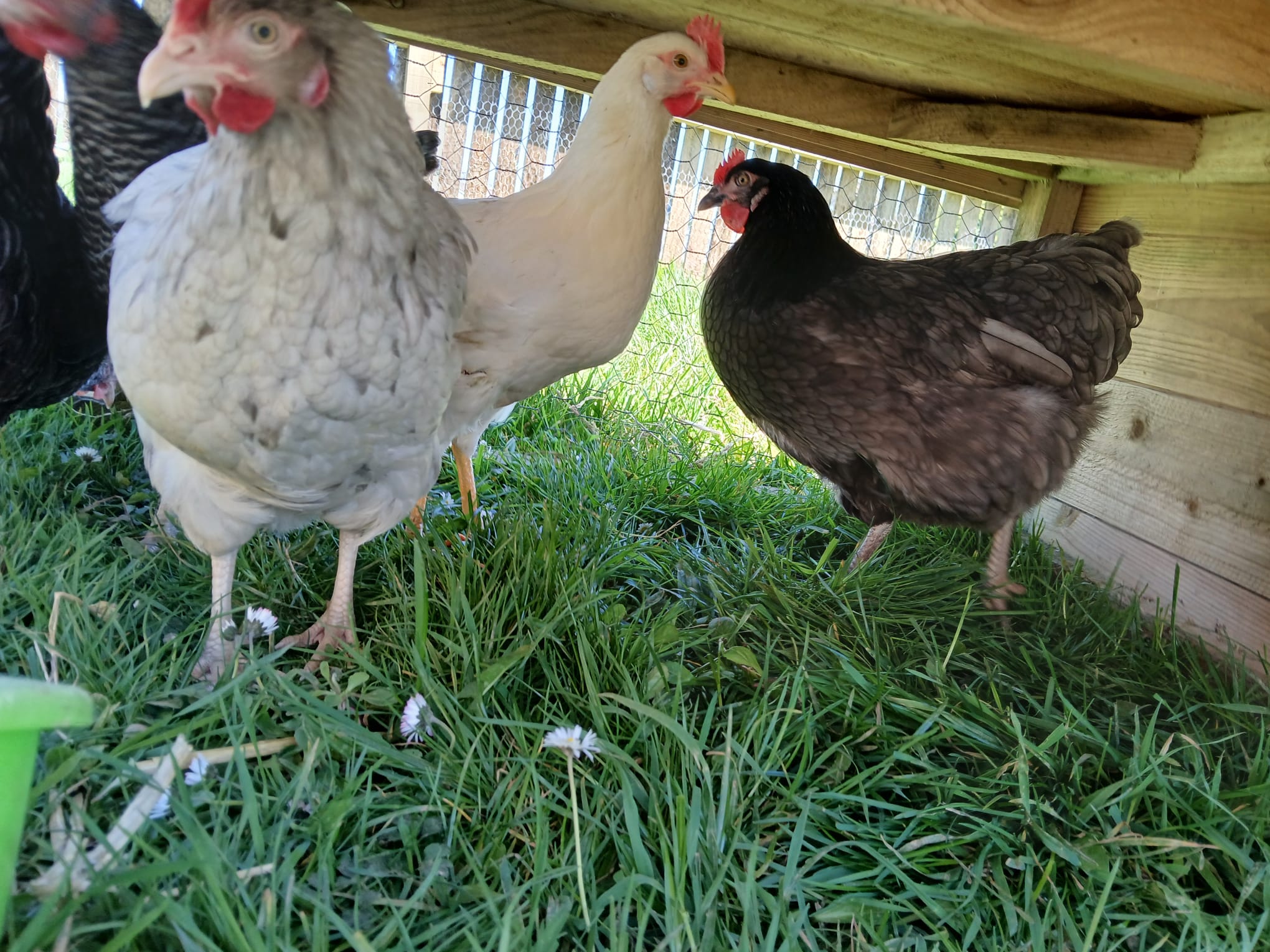 Cracking the Code: Standard Chickens vs. Bantams