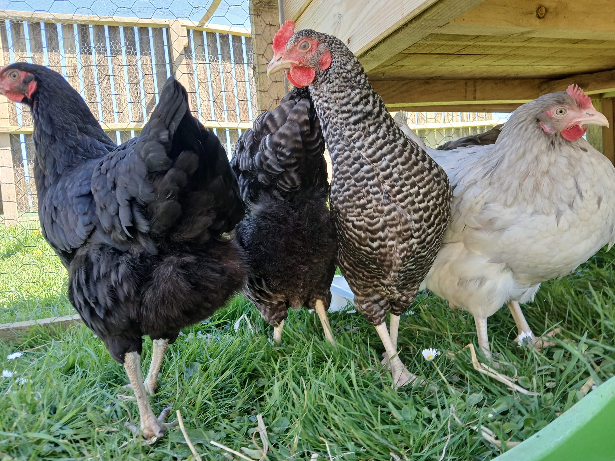 Stop, Drop, and Don’t Chase the Chickens!  