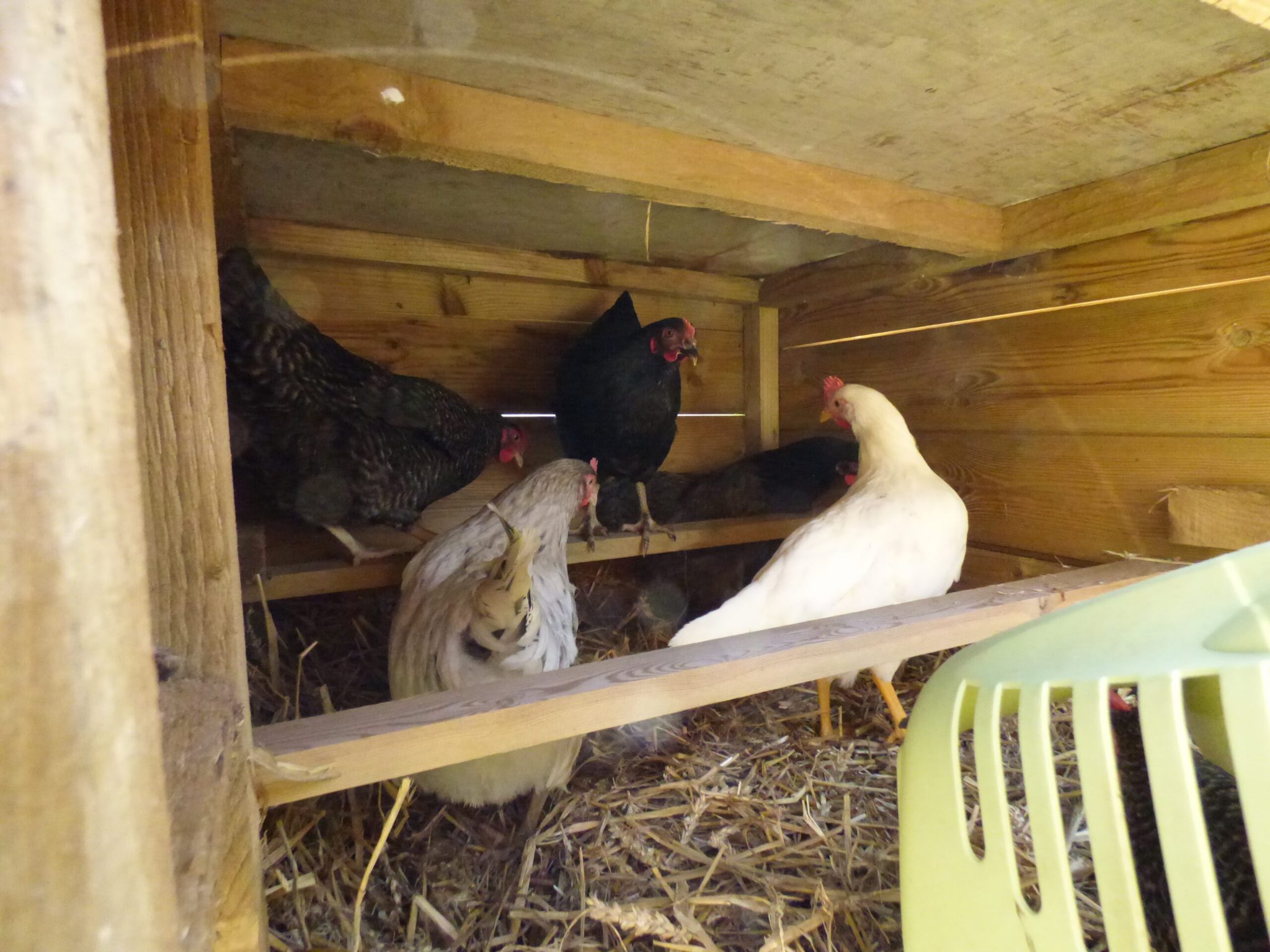 A Heartwarming Welcome: Chickens Arrive at Fowey Farm