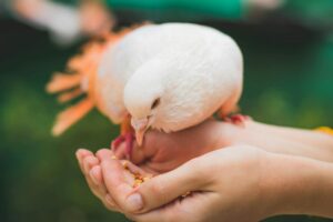 close up photograph of person feeding white pigeon