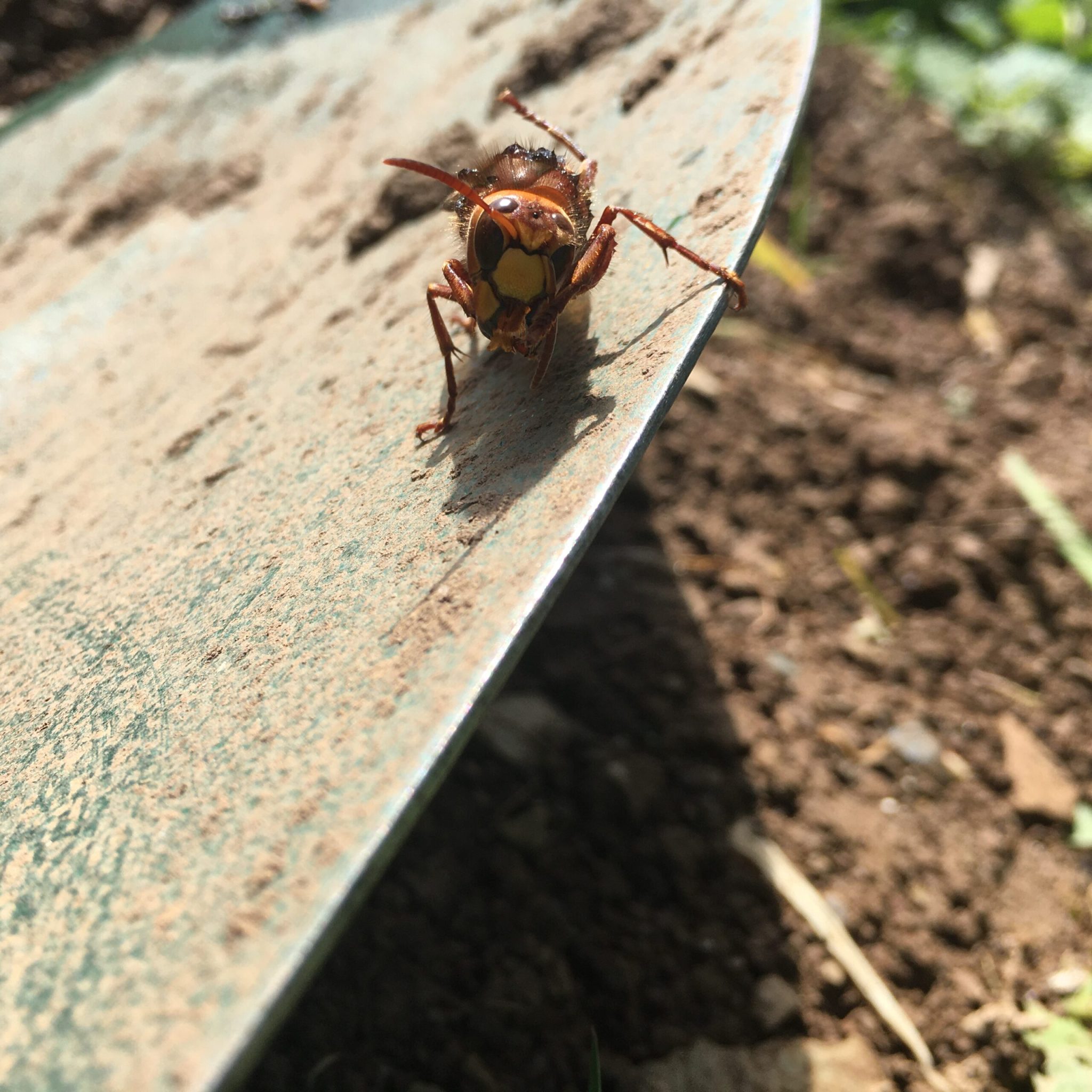 European Hornet