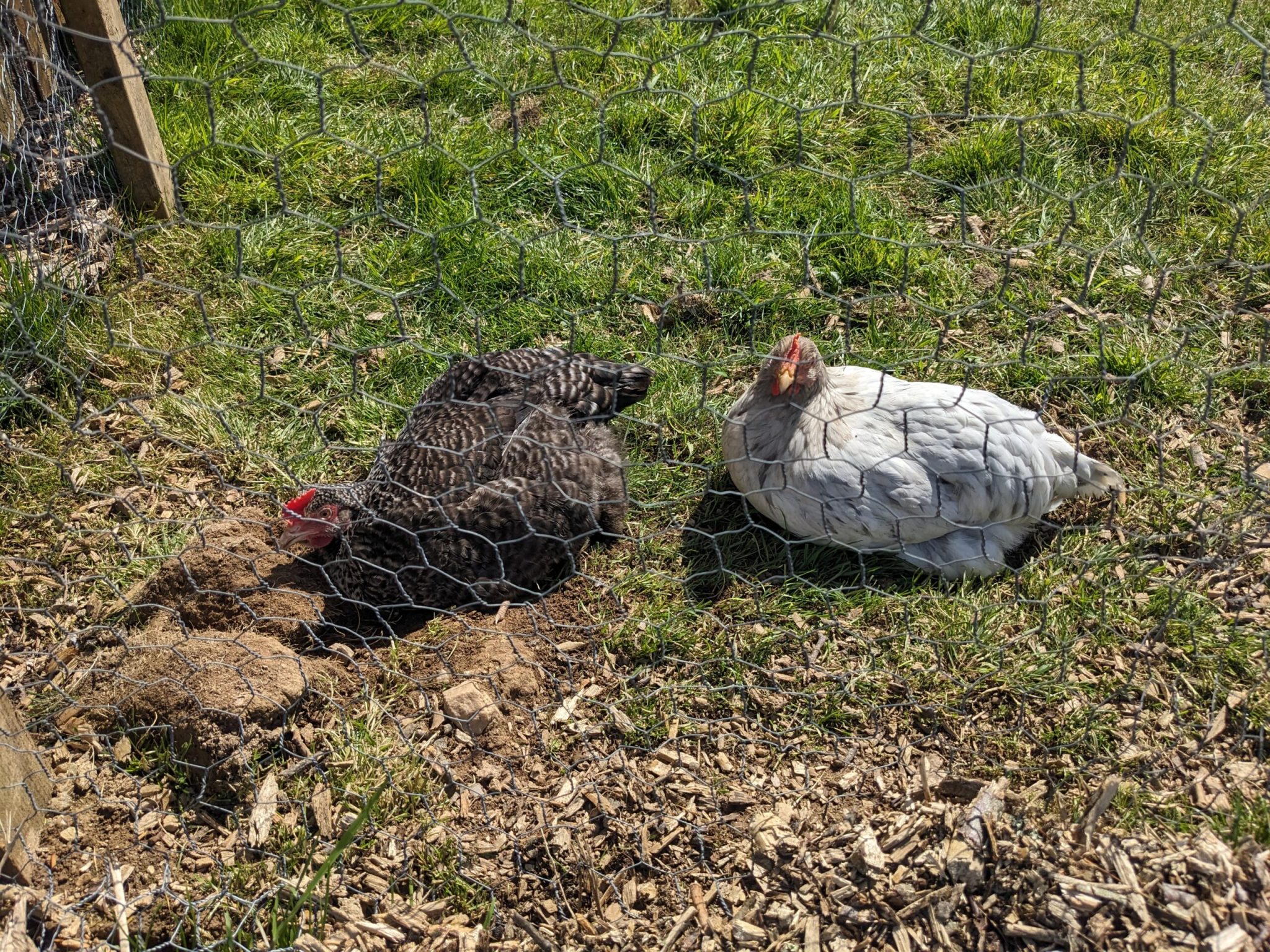 Chickens and the School