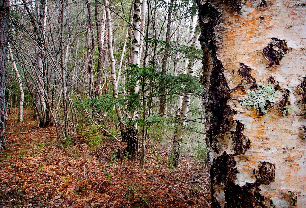 Silver Birch