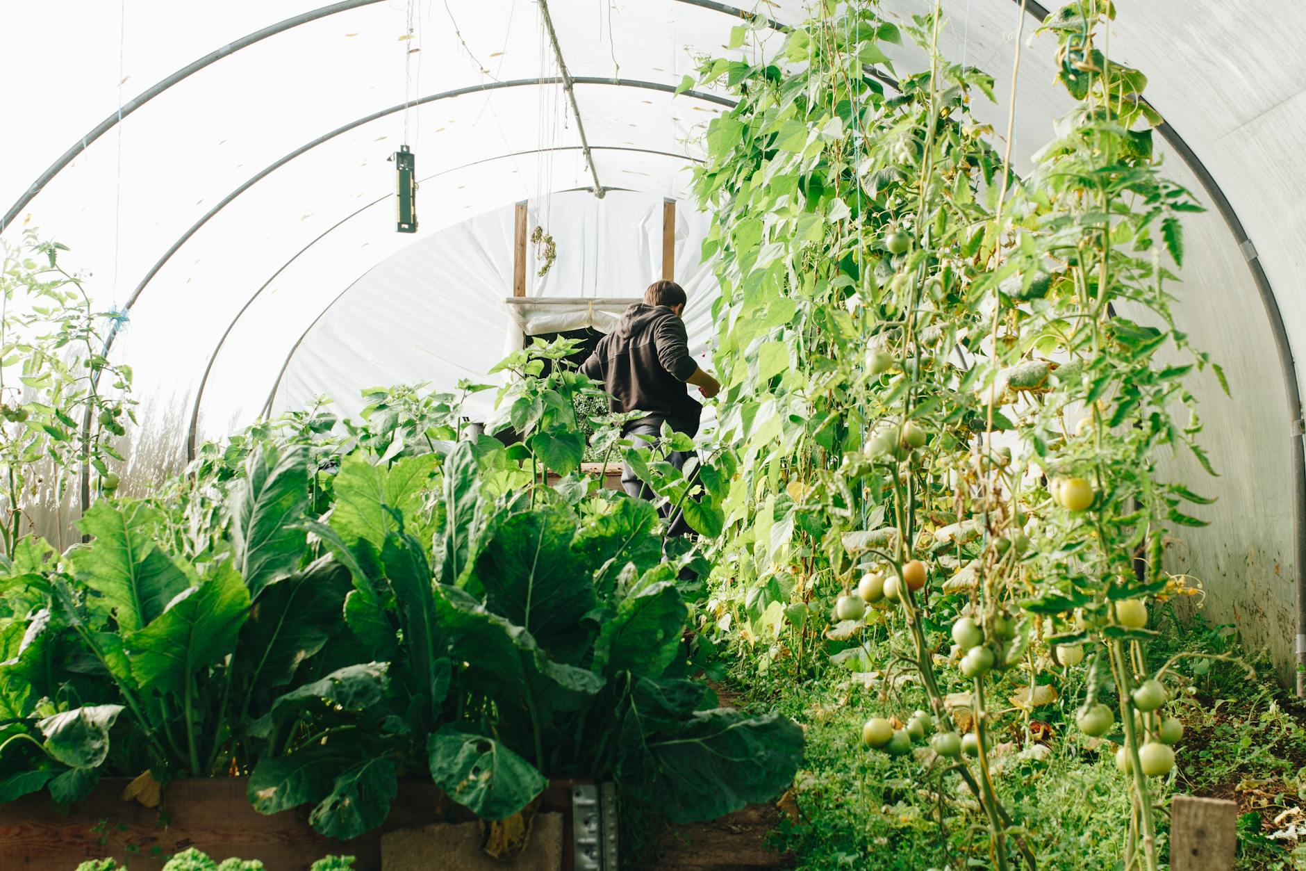 The Polytunnel and Young People