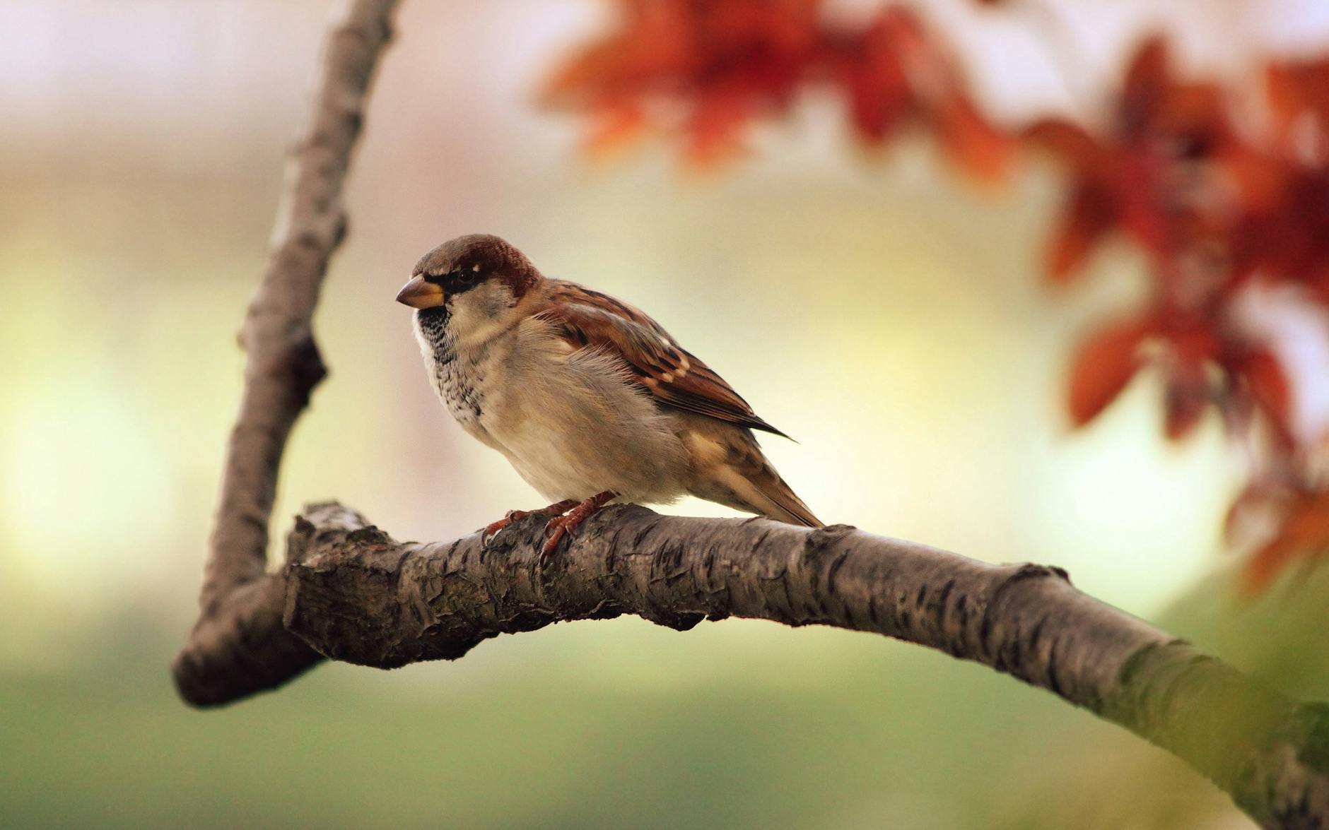 A Father’s Love, Reflected in a Tiny Sparrow