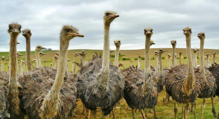 ostrich under white sky