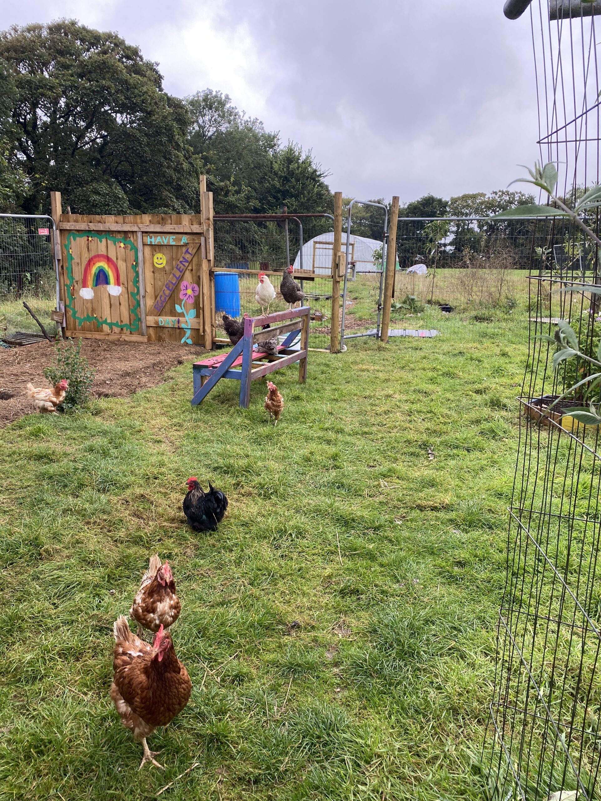 The chicken area with the polytunnel in the distance