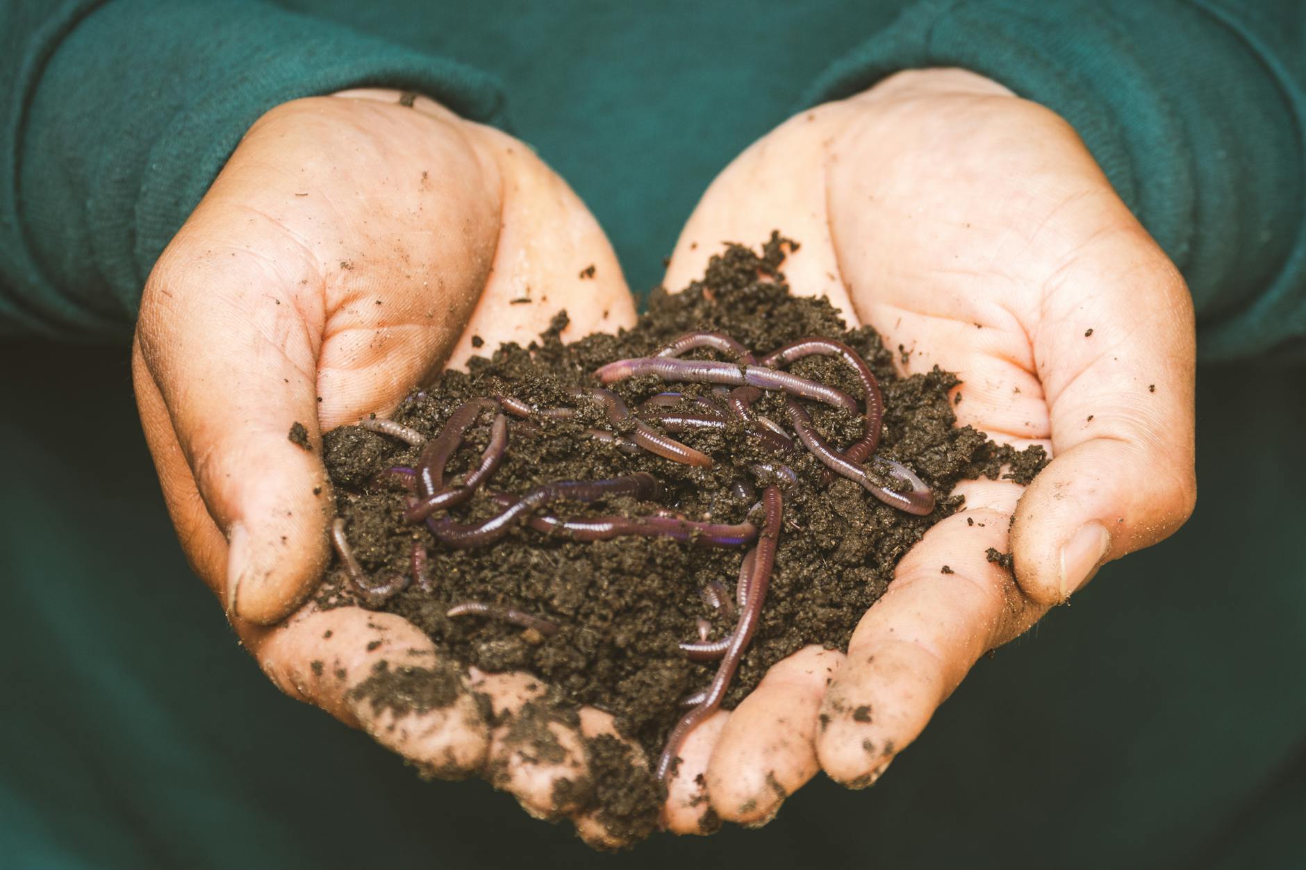 Worm Composting (Vermicomposting)