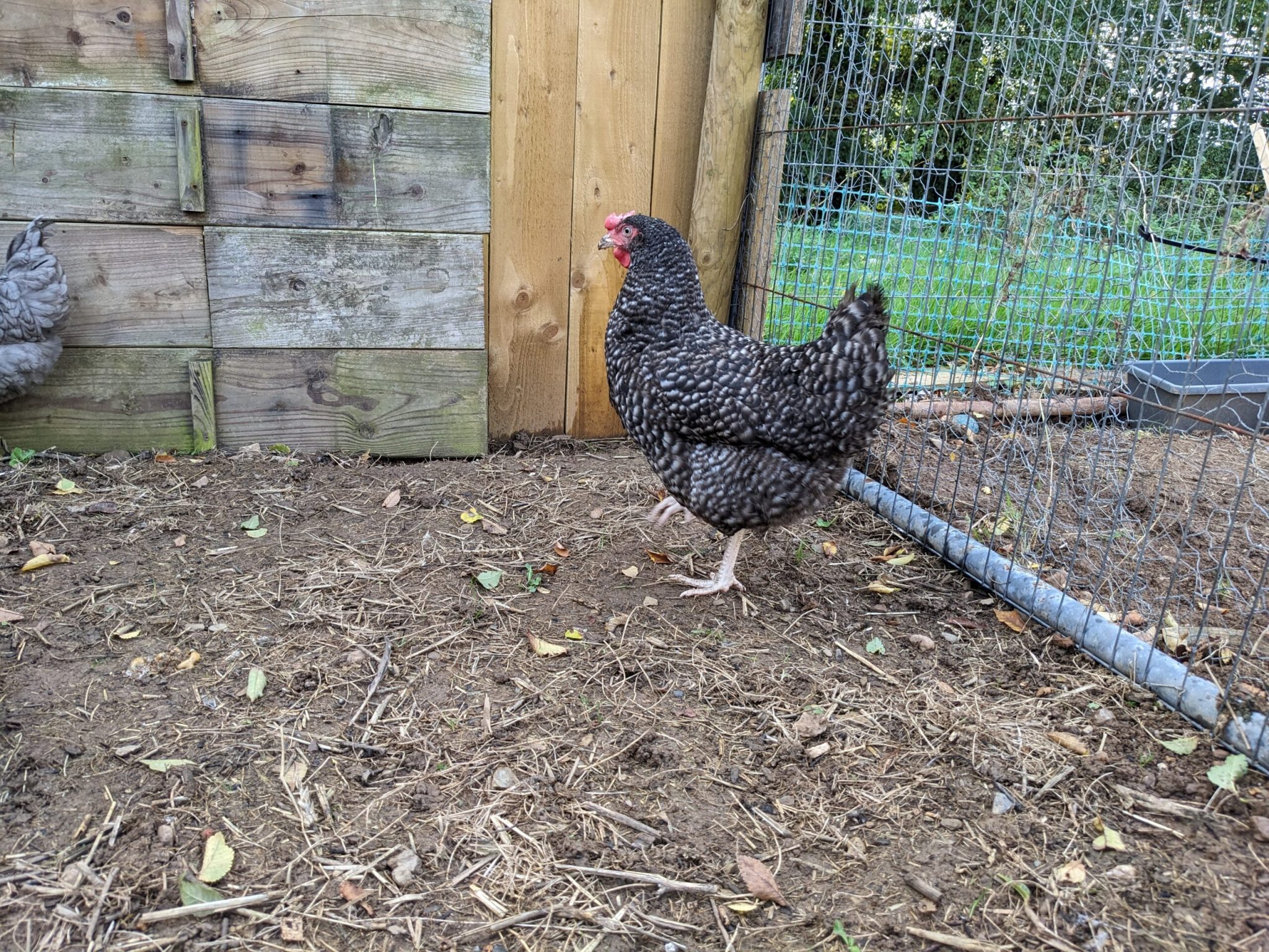 New Chickens have arrived